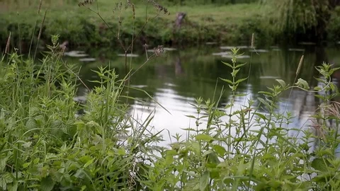 Blue forest lake with reflection of sky Video stock 80417781