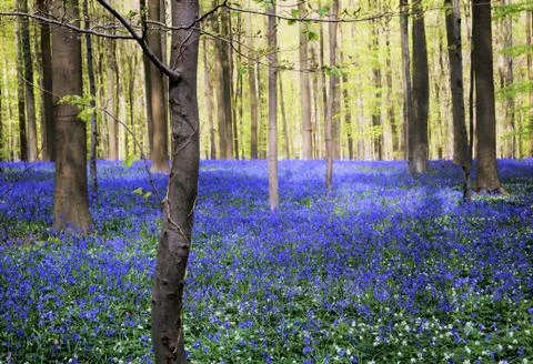 Blue Forest Stock Photos