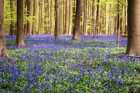 Blue Forest Stock Photos