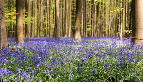 Blue Forest Stock Photos
