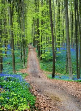 Blue Forest Stock Photos
