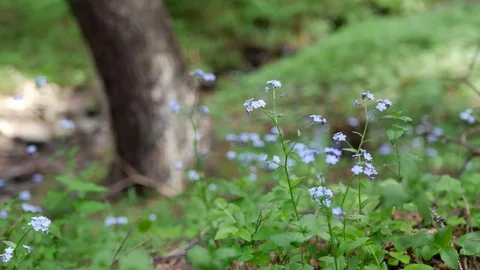 Blue forget me not flowers  (Magnoliophyta) slider shot Stock Footage 108763541