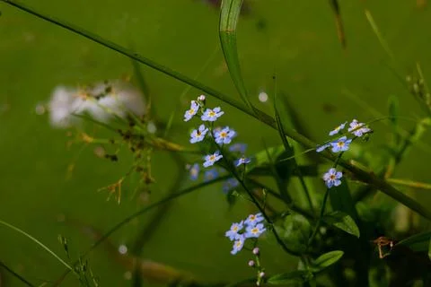 Blue Forget-Me-Not Flowers By The Water Фото