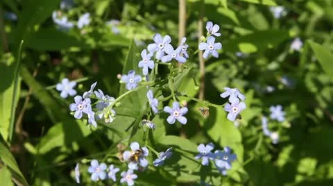 Blue forget-me-not Stock Footage 11498370