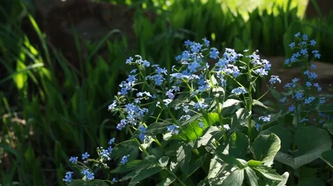 Blue forget me not in the nature Stock Footage 50077189