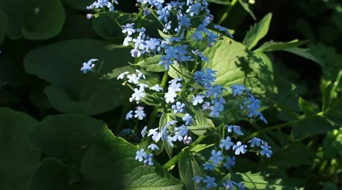 Blue forget me not in the nature Stock Footage 50077194