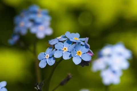 Blue forget-me-not Stock Photos