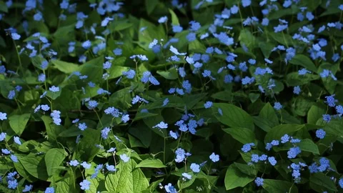 Blue forget-me-nots Stock Footage 127525551
