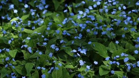 Blue forget-me-nots. Stock Footage 127525563
