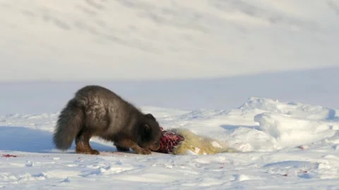 Blue Fox Cub Feeding on Carcass in Harsh Snowy Arctic Winter Landscape 库存影片 338256281