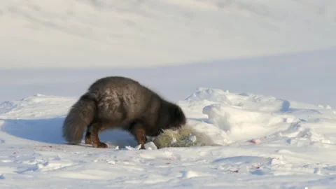 Blue Fox Cub Feeding on Prey in Snowy Arctic Landscape 스톡 동영상 338256250