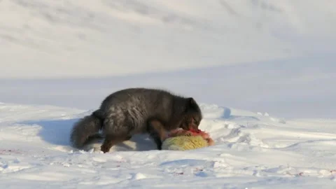 Blue Fox Cub Feeding on Prey in Snowy Arctic Landscape Stock Footage 338256349