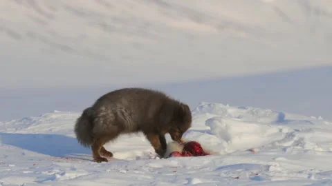 Blue Fox Cub Feeding on Prey in a Snowy Arctic Environment Stock Footage 338256398