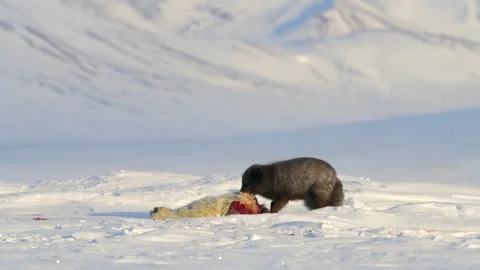 Blue Fox Cub Feeding on Prey in Snowy Arctic Landscape Video stock 338256442