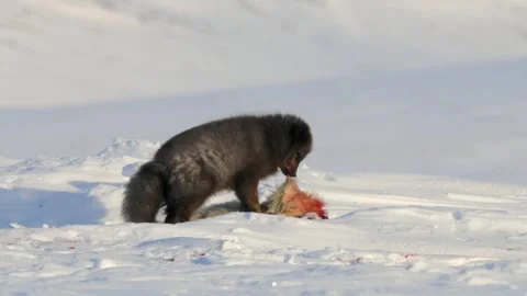 Blue Fox Cub Feeding on Prey in Snowy Arctic Landscape Stock Footage 338256516