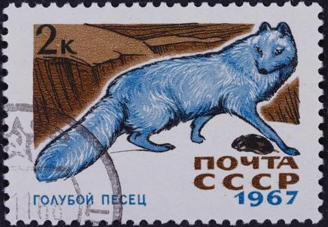 Blue Fox on USSR Postage Stamp 1967 Stock Photos