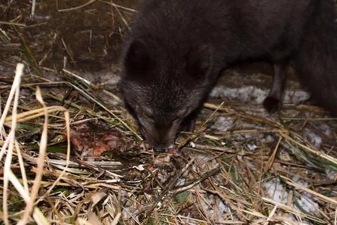 Blue foxes come at night to devour carcasses of seals 写真素材