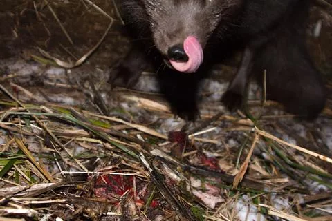 Blue foxes come at night to devour carcasses of seals 写真素材