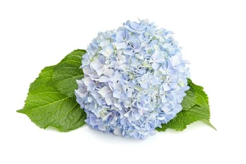 Blue Fresh Hydrangea and leaves isolated on white background Stock Photos