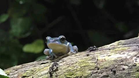 Blue frog 1 Video stock 102943468