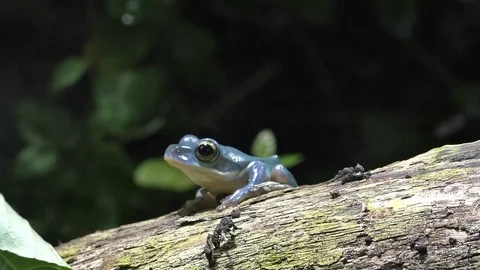 Blue frog 2 Video stock 102943424