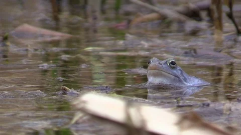 Blue frog Stock Footage 81532602