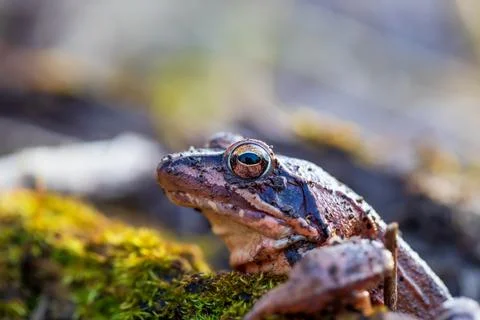 Blue Frog - Frog Arvalis on the surface of a swamp. Photo of wild nature Stock Photos