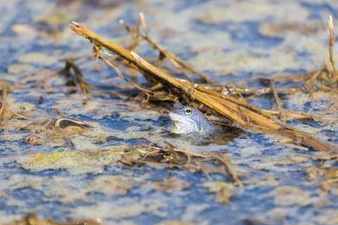 Blue Frog - Frog Arvalis on the surface of a swamp. Photo of wild nature Stock Photos