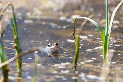 Blue Frog - Frog Arvalis on the surface of a swamp. Photo of wild nature Foto stock