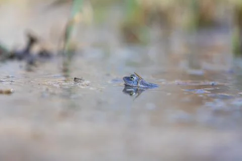 Blue Frog - Frog Arvalis on the surface of a swamp. Photo of wild nature Stock Photos