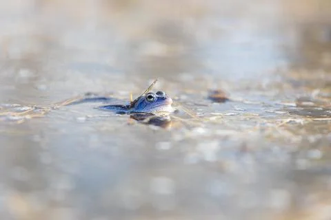 Blue Frog - Frog Arvalis on the surface of a swamp. Photo of wild nature Foto stock