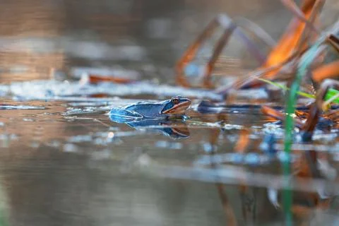 Blue Frog - Frog Arvalis on the surface of a swamp. Photo of wild nature Foto stock