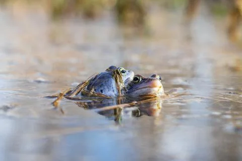 Blue Frog - Frog Arvalis on the surface of a swamp. Photo of wild nature Stock Photos