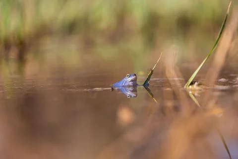 Blue Frog - Frog Arvalis on the surface of a swamp. Photo of wild nature Stock Photos