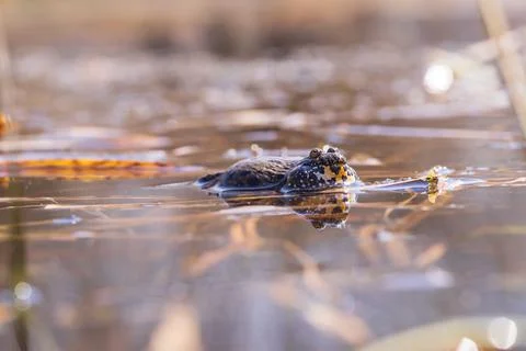 Blue Frog - Frog Arvalis on the surface of a swamp. Photo of wild nature Stock Photos