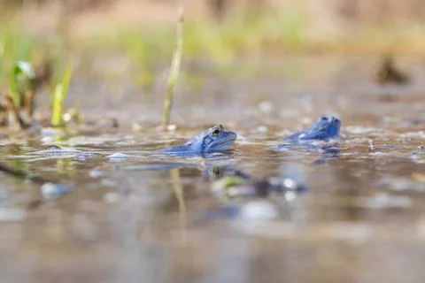 Blue Frog - Frog Arvalis on the surface of a swamp. Photo of wild nature. Stock Photos