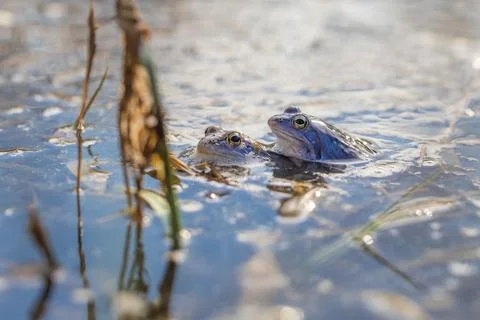 Blue Frog - Frog Arvalis on the surface of a swamp. Photo of wild nature. Stock Photos