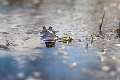 Blue Frog - Frog Arvalis on the surface of a swamp. Photo of wild nature. Stock Photos