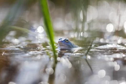 Blue Frog - Frog Arvalis on the surface of a swamp. Photo of wild nature. Stock Photos