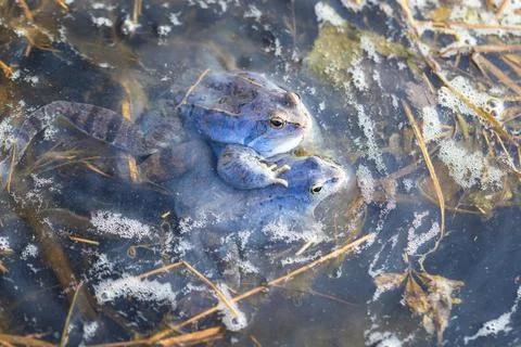 Blue Frog - Frog Arvalis on the surface of a swamp. Photo of wild nature. Stock Photos