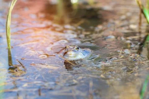 Blue Frog - Frog Arvalis on the surface of a swamp. Photo of wild nature. Stock Photos