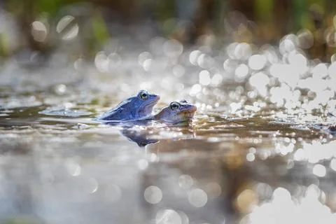Blue Frog - Frog Arvalis on the surface of a swamp. Photo of wild nature. Stock Photos