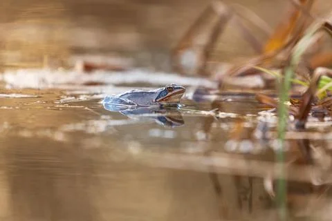 Blue Frog - Frog Arvalis on the surface of a swamp. Photo of wild nature Stock Photos