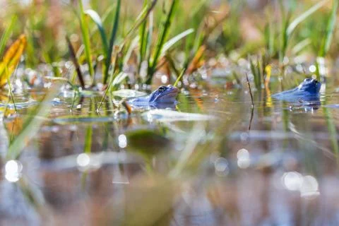 Blue Frog - Frog Arvalis on the surface of a swamp. Photo of wild nature Stock Photos