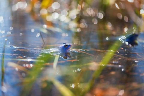 Blue Frog - Frog Arvalis on the surface of a swamp. Photo of wild nature Stock Photos