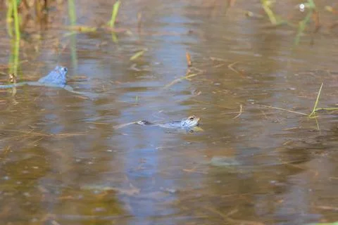 Blue Frog - Frog Arvalis on the surface of a swamp. Photo of wild nature Stock Photos