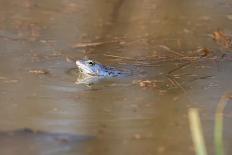 Blue Frog - Frog Arvalis on the surface of a swamp. Photo of wild nature Stock Photos