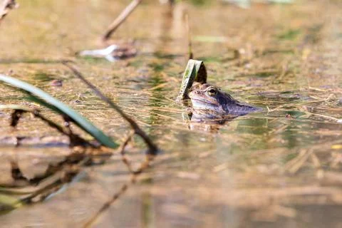 Blue Frog - Frog Arvalis on the surface of a swamp. Photo of wild nature. Stock Photos