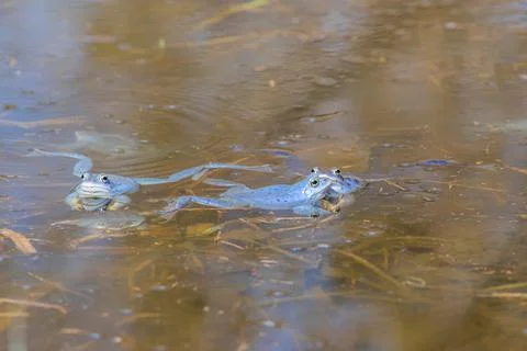 Blue Frog - Frog Arvalis on the surface of a swamp. Photo of wild nature Stock Photos