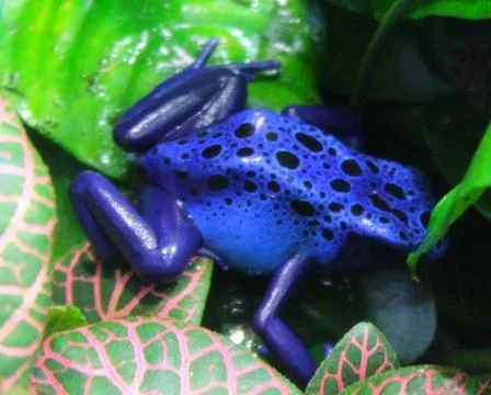 Blue frog at the Le Bugue Aquarium in the Périgord region of Dordogne Stock Photos